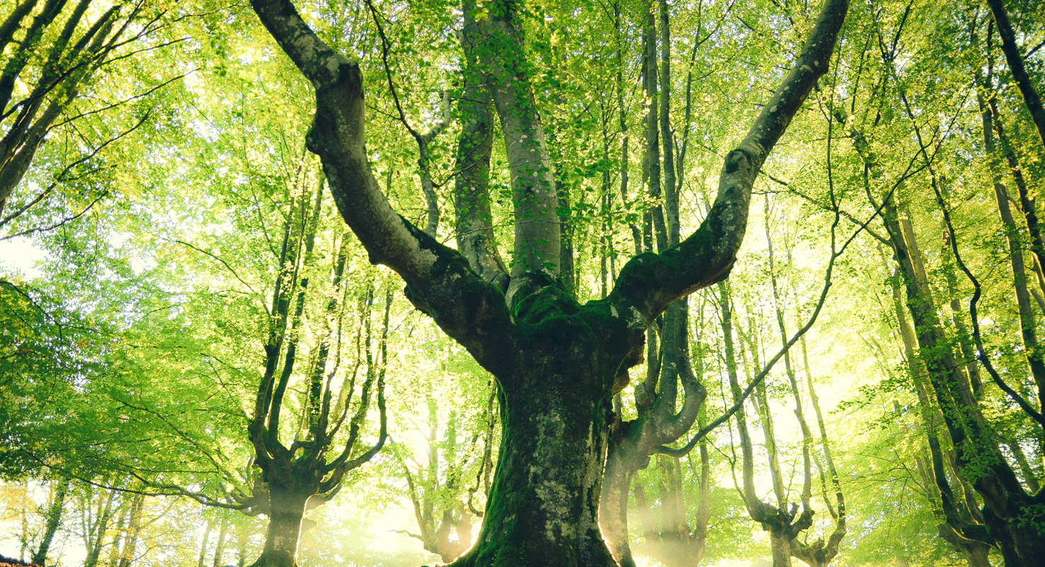 Confezionamento sostenibile